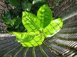 IMG_2990mm.JPG