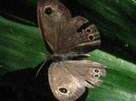 IMG_7682mm.JPG